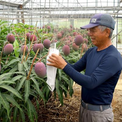 ふるさと納税 糸満市 【2026年発送】沖縄から直送!かしみ園の「濃厚