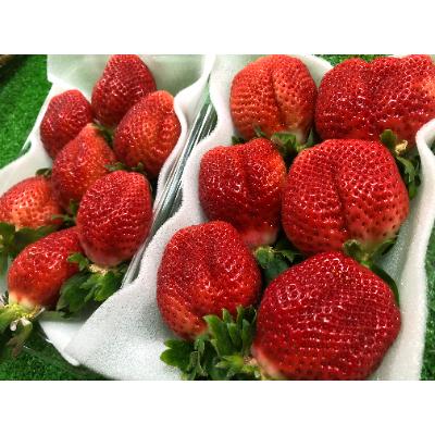ふるさと納税 豊前市 2月以降発送 いちご【あまおう】福岡県豊前市産 約270g×2パック|y-sf|02