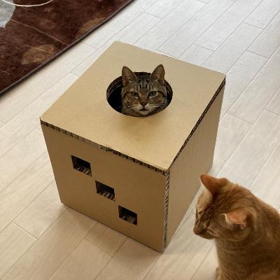 ふるさと納税 中津川市 遊べる猫用爪とぎボックス 期間限定送料無料 穴があったら入りたい 良質