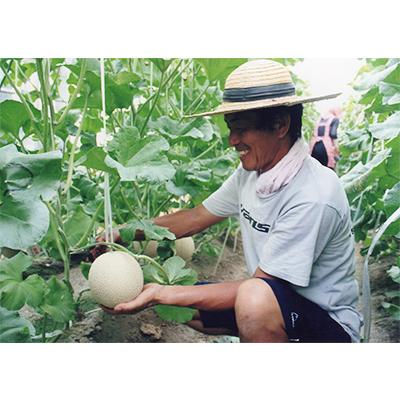 ふるさと納税 木曽岬町 木曽岬産マスクメロン 2玉(1玉1.5kg以上) 令和8年6月23日から発送