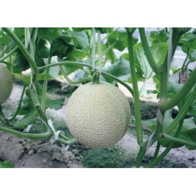 ふるさと納税 木曽岬町 木曽岬産マスクメロン 2玉(1玉1.5kg以上 ふるさと納税 木曽岬町 木曽岬産マスクメロン 2玉(1玉1.5kg以上