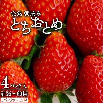 ふるさと納税 茂木町 [とちおとめレギュラーサイズ]鈴木いちご園の★完熟★朝摘み★とちおとめ 4パック入り
