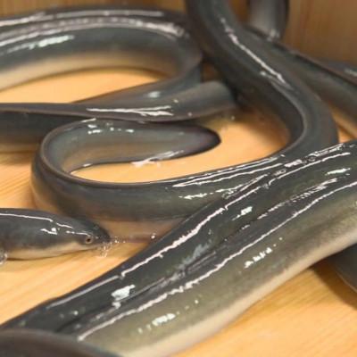 ふるさと納税 長久手市 国産うなぎ「まるや本店」6人用ひつまぶし_3