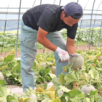 ふるさと納税 富良野市 【先行受付】富良野メロン赤肉　1玉(大玉)｜y-sf｜03