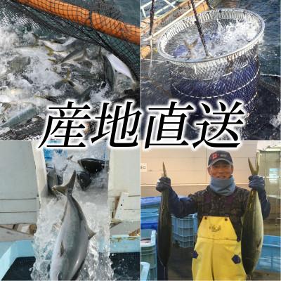 ふるさと納税 垂水市 【鹿児島産ぶり】冷凍・ぶりフィレ(半身1枚) 