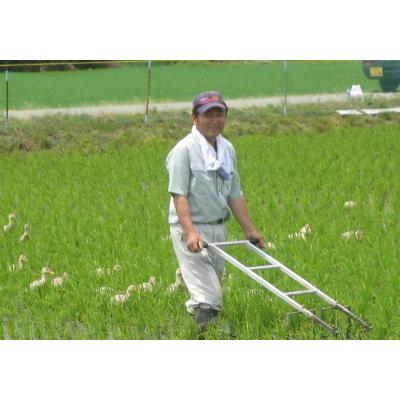 ふるさと納税 胎内市 令和5年産　新潟県胎内市産コシヒカリ無洗米10kg(5kg×2袋)｜y-sf｜03