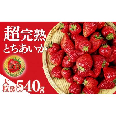 ふるさと納税 茂木町 [美土里農園]完熟とちあいか 大粒 約270g × 2パック 約540g