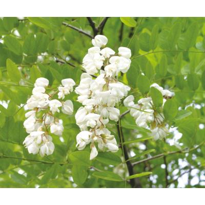 ふるさと納税 本巣市 【国産はちみつ】百花、アカシア(300g×3本)の画像