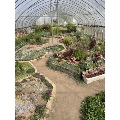 ふるさと納税 安中市 松井田多肉植物園寝台券B 3000円分