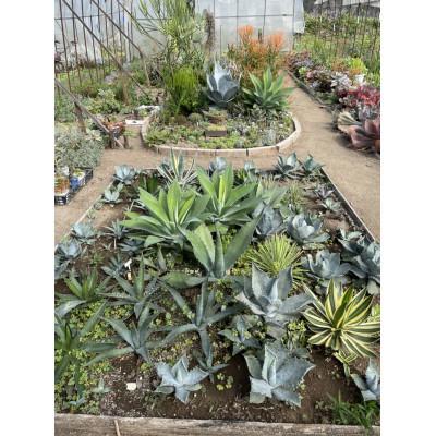 ふるさと納税 安中市 松井田多肉植物園寝台券B 3000円分