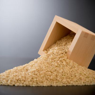 ふるさと納税 石川県 令和7年産 羽咋市産 コシヒカリ 羽咋米(玄米) 5kg