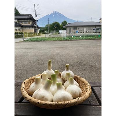 ふるさと納税 鳴沢村 採れたて 生にんにく 富士山麓 鳴沢村産福地ホワイト 約1kg LLサイズ