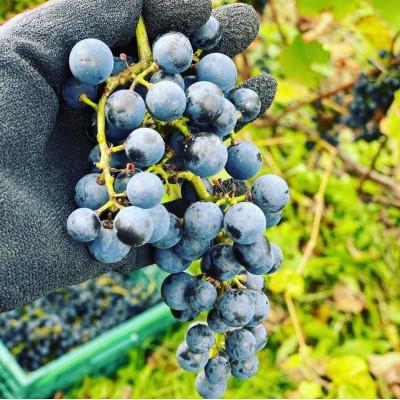 ふるさと納税 上富良野町 レラカント　750ml×1 