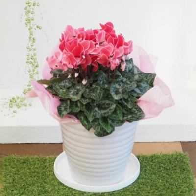 ふるさと納税 朝倉市 シクラメン 花色 赤 ピンク系 陶器鉢カバー付き さとふる 通販 Yahoo ショッピング