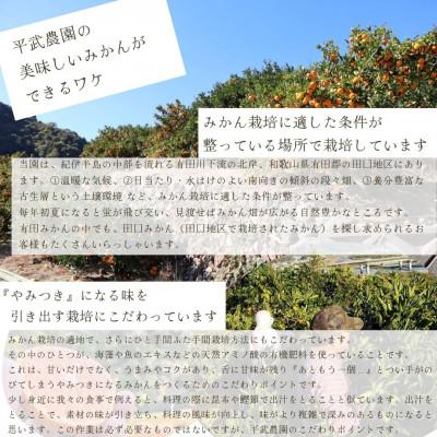 ふるさと納税 湯浅町 農家直送!有田みかん3kg≪2Lサイズ(大玉)秀品≫　平武農園の有田ブランド田口みかん　 |  | 02