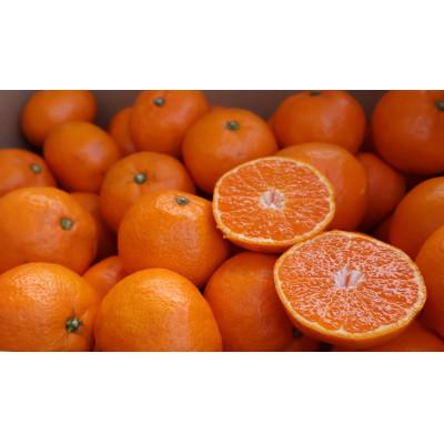 ふるさと納税 湯浅町 農家直送!有田みかん3kg≪2Lサイズ(大玉)秀品≫　平武農園の有田ブランド田口みかん　 |  | 03