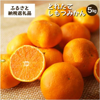 ふるさと納税 海南市 とれたてしもつみかん|和歌山県海南市下津町ブランド「しもつみかん」の早生みかんを産地直送でお届け