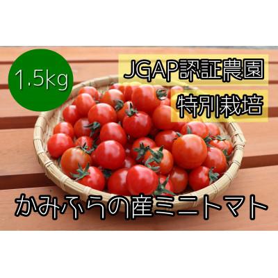 最大70 オフ ふるさと納税 上富良野町 22年7月から発送 特別栽培amp Jgap認証農場 かみふらの産朝採れミニトマト 1 5kg Wantannas Go Id