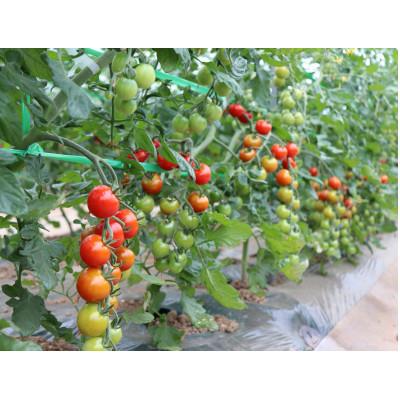 最大70 オフ ふるさと納税 上富良野町 22年7月から発送 特別栽培amp Jgap認証農場 かみふらの産朝採れミニトマト 1 5kg Wantannas Go Id