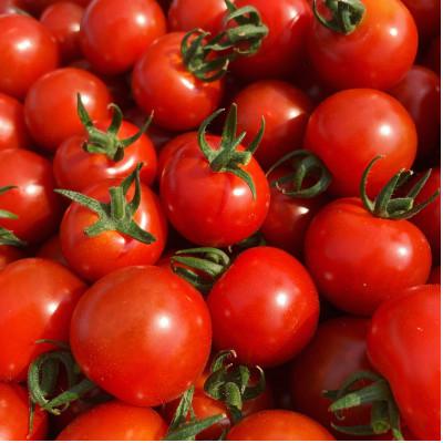 最大70 オフ ふるさと納税 上富良野町 22年7月から発送 特別栽培amp Jgap認証農場 かみふらの産朝採れミニトマト 1 5kg Wantannas Go Id