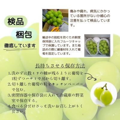 ふるさと納税 シャインマスカット 山梨市 【2026年発送 】シャインマスカット 2~3房 1.1kg以上 山梨産 |  | 01