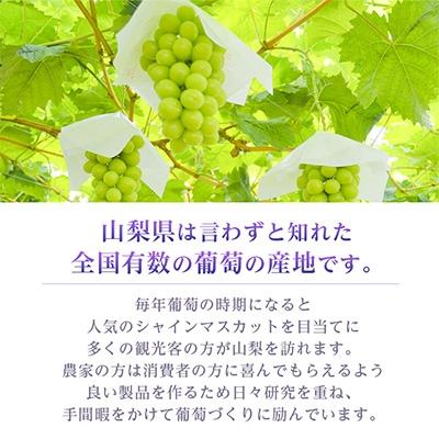 ふるさと納税 シャインマスカット 山梨市 【2026年発送 】シャインマスカット 2~3房 1.1kg以上 山梨産 |  | 02