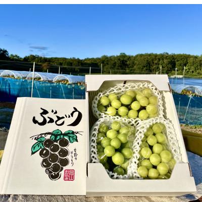 ふるさと納税 津山市 [2026年9月下旬発送]訳ありシャインマスカット 2~4房 1.8kg ご家庭用