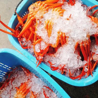 ふるさと納税 射水市 【富山県新湊産】 ボイル紅ズワイ蟹姿(約600g)×2杯|y-sf|02