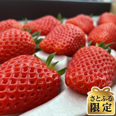 ふるさと納税 豊丘村 [さとふる限定][贅沢4パック(約1.2kg)]おうちでワイワイ!家庭用イチゴ[南信州いちご村]
