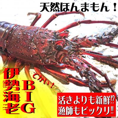 ふるさと納税 東洋町 Big伊勢海老600 800gセット 1尾 天然高知県産 刺身ok 誰でも簡単調理説明書付き 伊勢エビ Arrowspeedline Com Vn