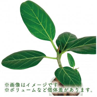 ふるさと納税 指宿市 3月下旬〜発送【観葉植物】フィカス・ベンガレンシス20cm〜40cm 陶器鉢(014-1462)｜y-sf｜04