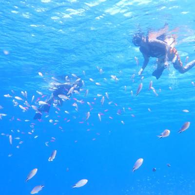 ふるさと納税 久米島町 シュノーケリング体験(ビーチエントリー)