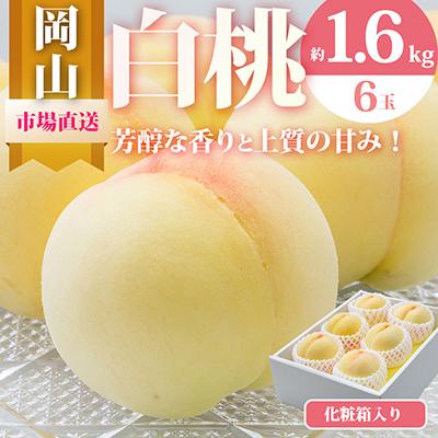 ふるさと納税 岡山市 [2026年配送]岡山県産 白桃6玉(合計1.6kg以上) 化粧箱入り