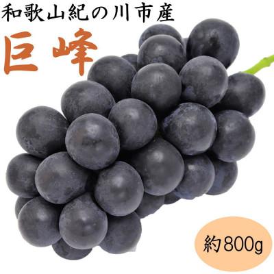 ふるさと納税 紀の川市 [産地直送]和歌山県産紀の川の巨峰約800g