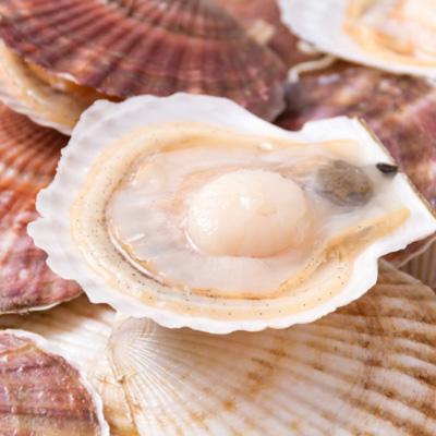 ふるさと納税 北見市 オホーツク海産 ほたて貝 4kg(20〜35枚)【2022年4月上旬より発送】|y-sf|02