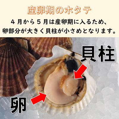 ふるさと納税 北見市 オホーツク海産 ほたて貝 4kg(20〜35枚)【2022年4月上旬より発送】|y-sf|04