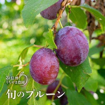 現品限り一斉値下げ ふるさと納税 須坂市 旬のプルーン 1kg 22年7月下旬 9月中旬 順次発送予定 Wantannas Go Id