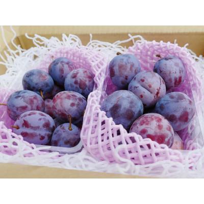 現品限り一斉値下げ ふるさと納税 須坂市 旬のプルーン 1kg 22年7月下旬 9月中旬 順次発送予定 Wantannas Go Id