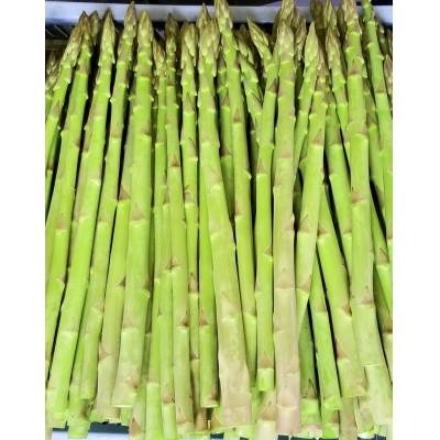 ふるさと納税 高松市 [先行受付2026年]2〜5月発送 生産量ごくわずか 超極太3Lサイズ以上 アスパラガス 約800g