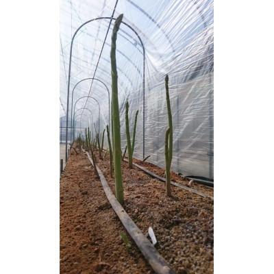 ふるさと納税 まんのう町 びっくりサイズ!春芽さぬきのめざめ約50cmロングアスパラガス 5本入り