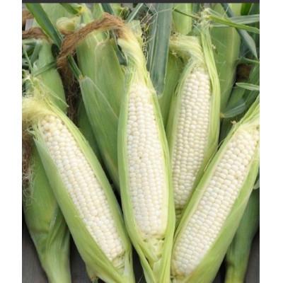 ふるさと納税 まんのう町 訳ありホワイトコーン 約3kg