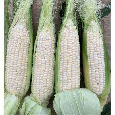 ふるさと納税 まんのう町 太物(2Lサイズ以上)ホワイトコーン 約3kg