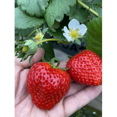 ふるさと納税 まんのう町 贈答用 さぬきひめいちご化粧箱 約400g 90 Off