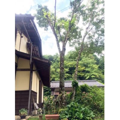 ふるさと納税 南木曽町 【野原工芸】こおしんづかの槐のボールペン