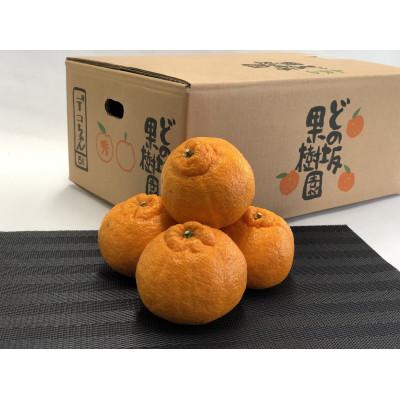 ふるさと納税 日高川町 不知火 5kg(L〜5Lサイズ)