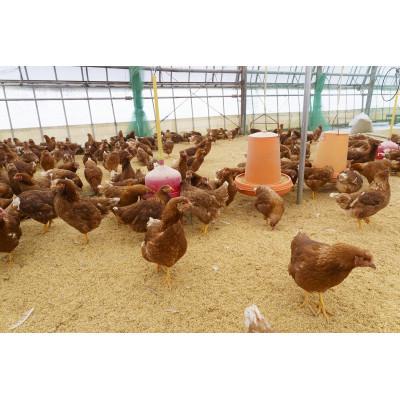 ふるさと納税 本宮市 福島県本宮市産 平飼い本宮もみじ卵 生卵25個