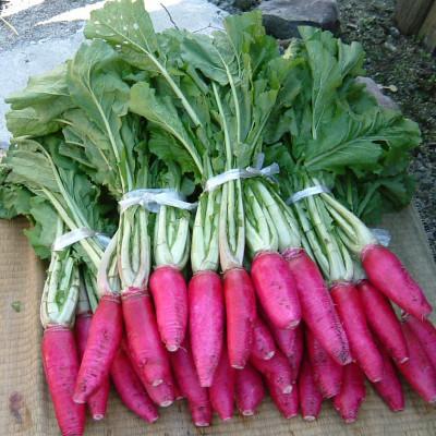 【タイムセール】 ふるさと納税 阿智村 「美魔女あかね」・「大人になったあかねちゃん」・本格焼酎「清内路」・リキュール「花火あかり」 【2030453314】(13000円)