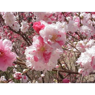 【タイムセール】 ふるさと納税 阿智村 「美魔女あかね」・「大人になったあかねちゃん」・本格焼酎「清内路」・リキュール「花火あかり」 【2030453314】(13000円)