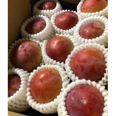 ふるさと納税 南アルプス市 [2026-06-30〜発送開始]すもも[希少品種]サマーエンジェル「夏の天使〕精選大玉約1.5kg