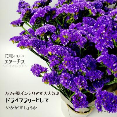 ふるさと納税 印南町 生花 スターチス 花職人ikeda バイオレット 数々の賞を受賞